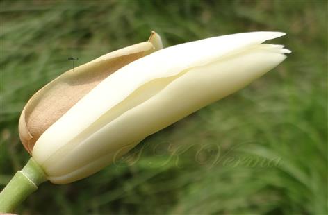 Floral bud